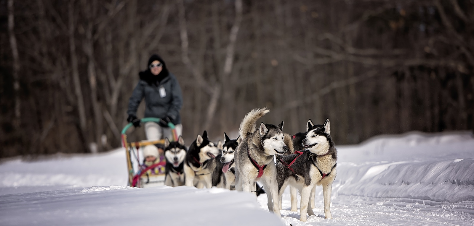 dog sled tours ottawa